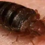 Are Bed Bugs Always Itchy?