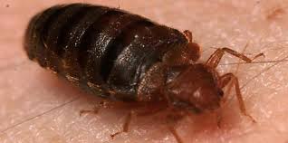 Are Bed Bugs Always Itchy?