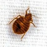 Can Bed Bugs Jump Short Distances?