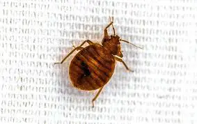 Why Do Bed Bugs Only Bite Me?