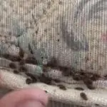 Why Do Bed Bugs Only Bite One Person?