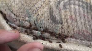 How to Choose a Bed Bug Killer