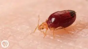 Can Bed Bugs Hurt Humans?