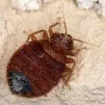 Is Bed Bugs Bad?