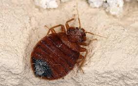 How Big Are Bed Bugs Actual Size?