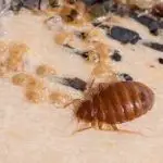 Do Bed Bugs Need Oxygen?
