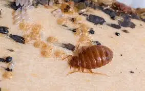 How to Get Rid of Bed Bugs From Wood Furniture