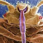 How Do Bed Bugs Break Out?