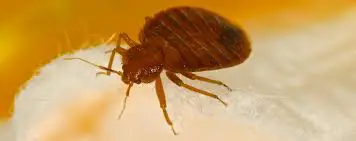 How Do Bed Bugs Get in Your Skin?