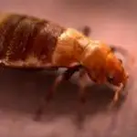 Do Bed Bugs Live in Carpet?
