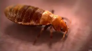 Can Bed Bugs Cause Scabies?