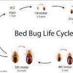 How Long Do Bed Bugs Take to Die?