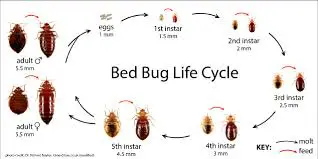 Do Bed Bugs Come Out at a Certain Time?