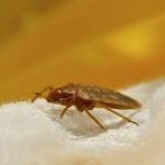 Which Bed Bug Spray is Most Effective?
