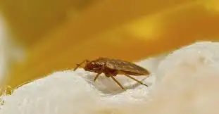 Can You Get Immune to Bed Bug Bites?