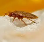Can You Still Get Bed Bugs With a Mattress Cover?