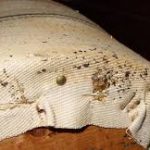 How Bad Are Bed Bugs?