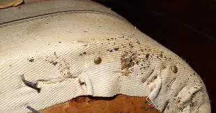 How Bad Are Bed Bugs?