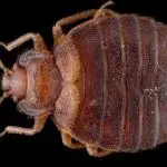 How Difficult Are Bed Bugs to Get Rid of?