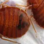 Can Bed Bugs Hide in Books?