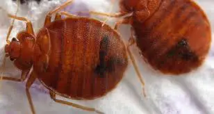 Do Bed Bugs Hurt?