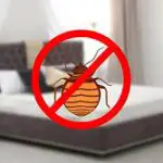How Long Do Bed Bugs Take to Die?