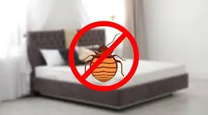 Can You Use Insect Repellent on Bed Bugs?