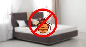 How Hard is it to Get Rid of Bed Bugs in an Apartment Building?