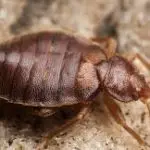 How Can Bed Bugs Be Seen?