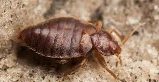 How Can Bed Bugs Be Seen?