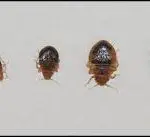 Can Bed Bugs Follow You to Another House?