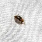 Where Do Bed Bugs Naturally Live?