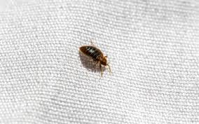 Bedbugs - Do Bedbugs Only Bite Legs?