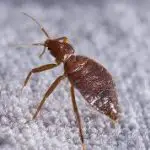 Are Bed Bugs Insects With Pincers?