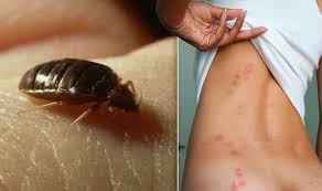 What Bed Bug Causes Bedbug Infestation?