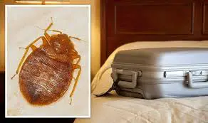 How Much Does it Cost to Get Bed Bugs Removed?