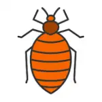 How Effective Are Bed Bug Treatments?