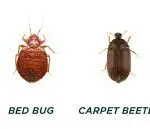 How Are Bed Bugs Attracted to Human Blood?