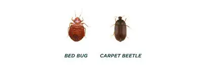 Why Bed Bugs Are Hard to Get Rid of