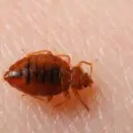 How Can the Council Help With Bed Bugs?