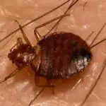 How Can Bed Bugs Be Freezed to Death?
