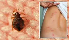 What Time of Day Do Bed Bugs Come Out?