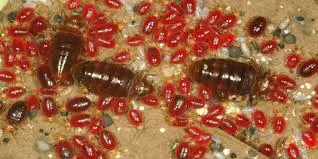 Can Bed Bugs Withstand Heat?