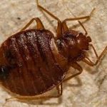How Do Bed Bugs Live in Food?