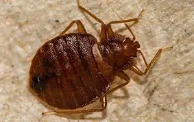 Can Bed Bugs Survive Cold Weather?