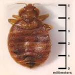 How Much Do Bed Bugs Spread?