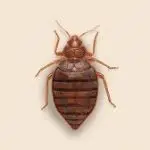 Are Bed Bugs More Active in Winter?