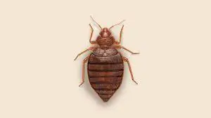 Are Bed Bugs Good For the Environment?