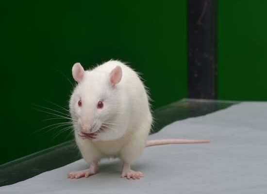 Can Rats Wear Clothes You Make For Them?