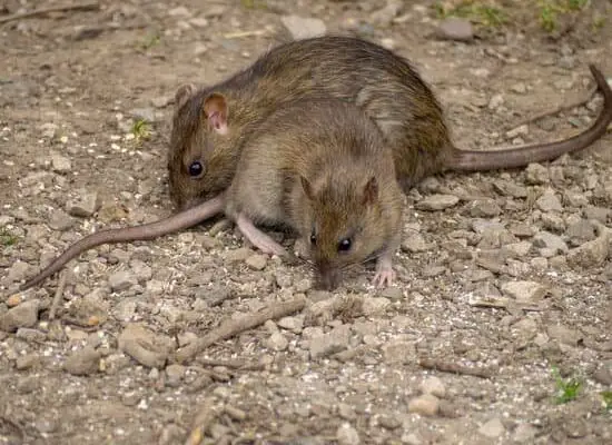 Can Rats Drink Beer?